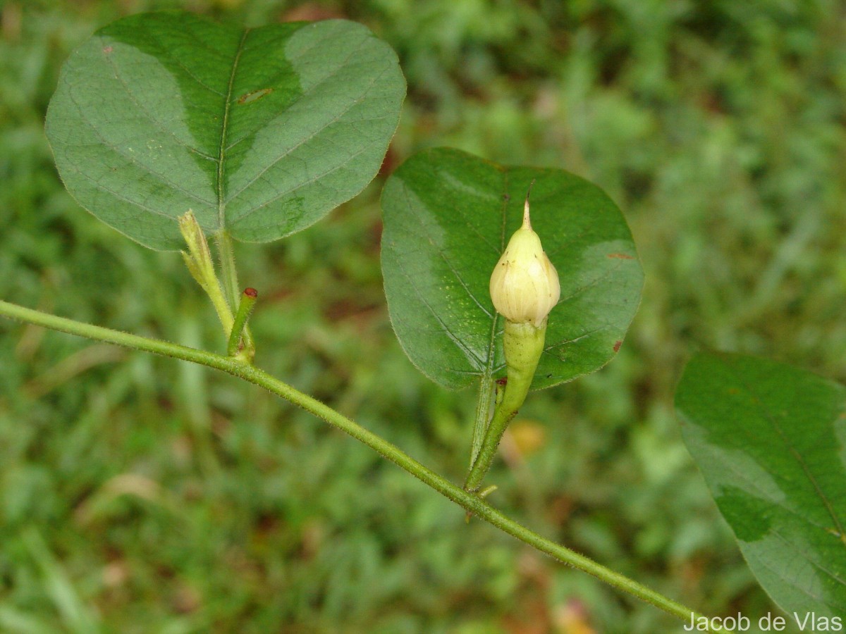 Camonea pilosa (Houtt.) A.R.Simões & Staples s.l.
